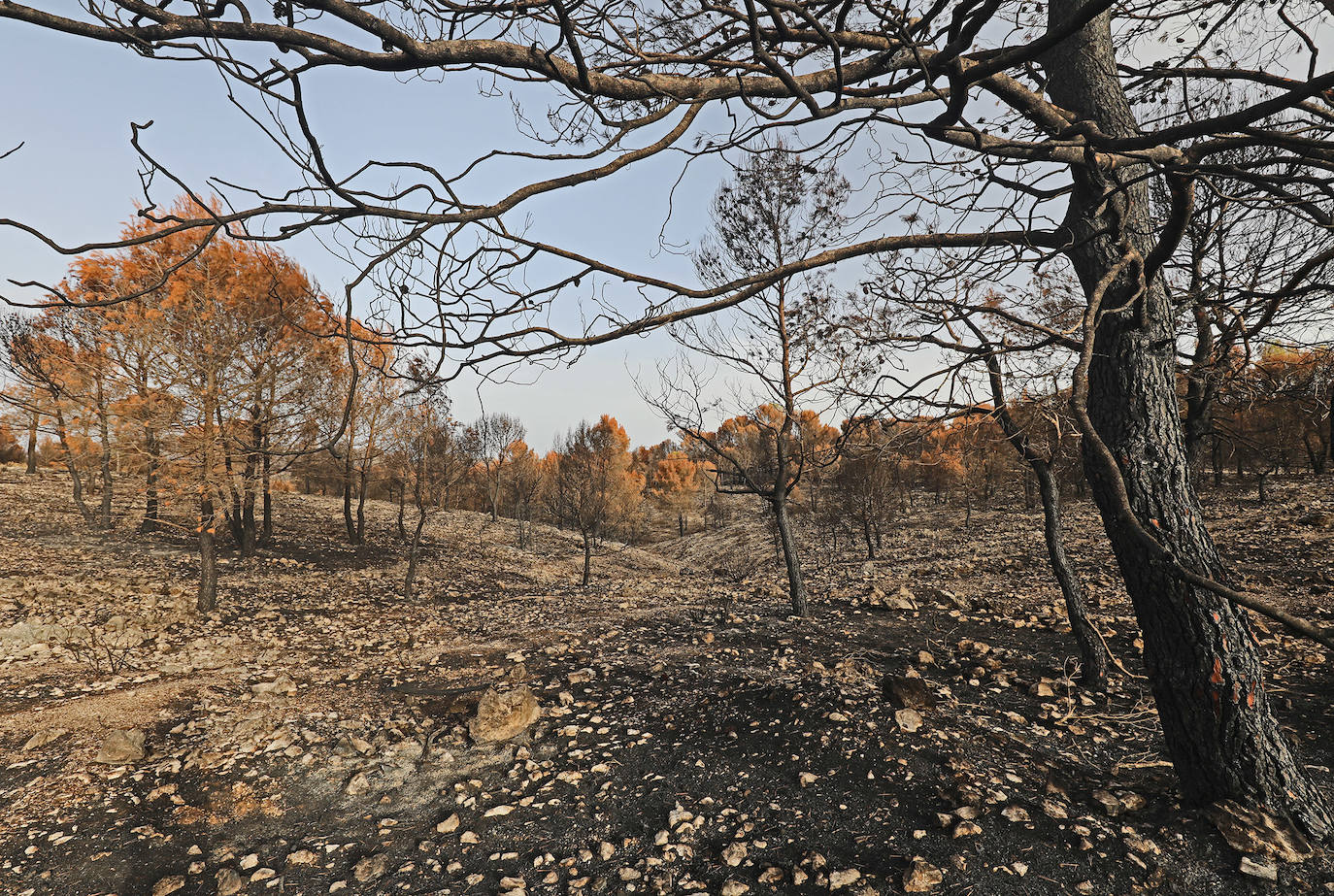 Las consecuencias de un incendio forestal.