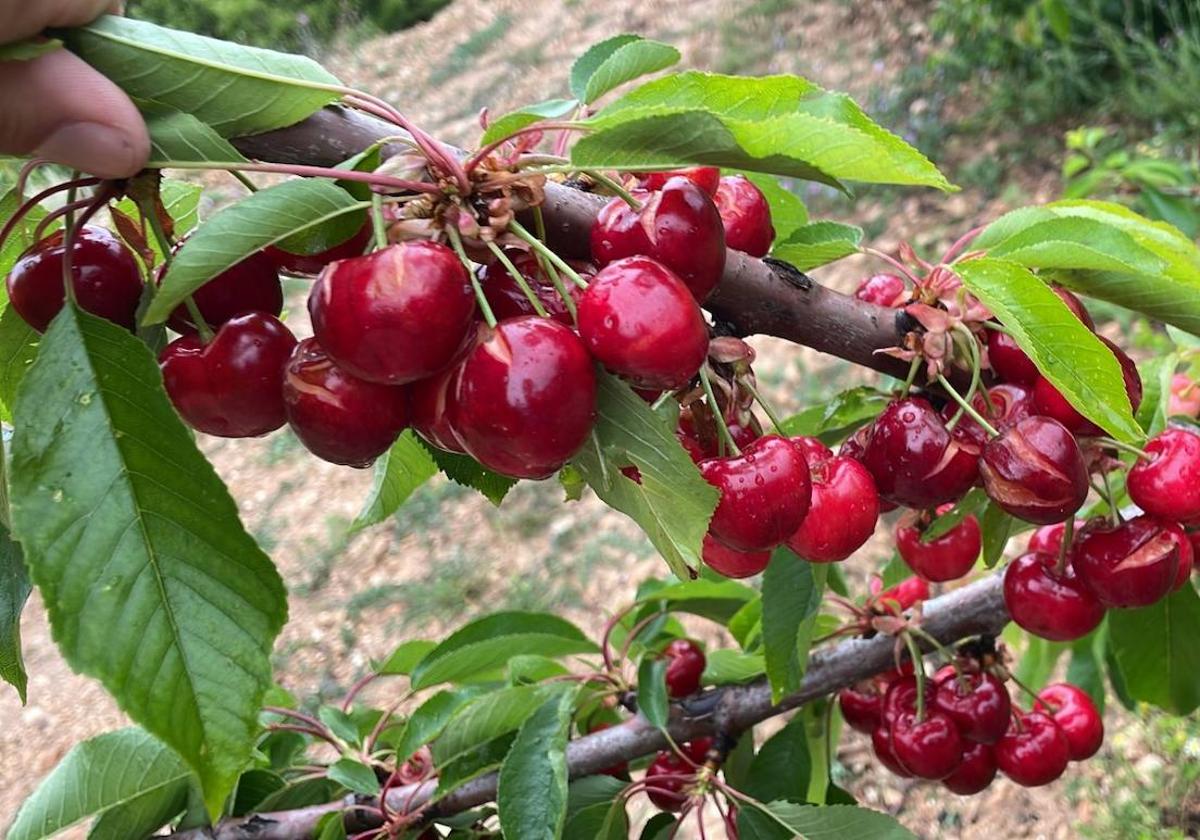 El temporal pone en peligro los cultivos de cereza del Alto Vinalopó