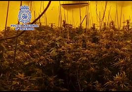 Una de las plantaciones de marihuana que ha desmantelado la Policía Nacional.