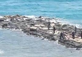 El momento en el que agentes de la Guardia Civil abaten al animal en una playa de El Campello.