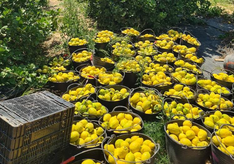 Cultivos de limones en la Vega Baja