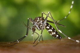 Imagen de un mosquito en plena picadura.