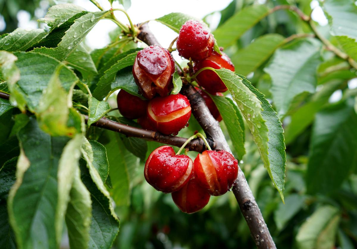 Cerezas abiertas por las lluvias torrenciales