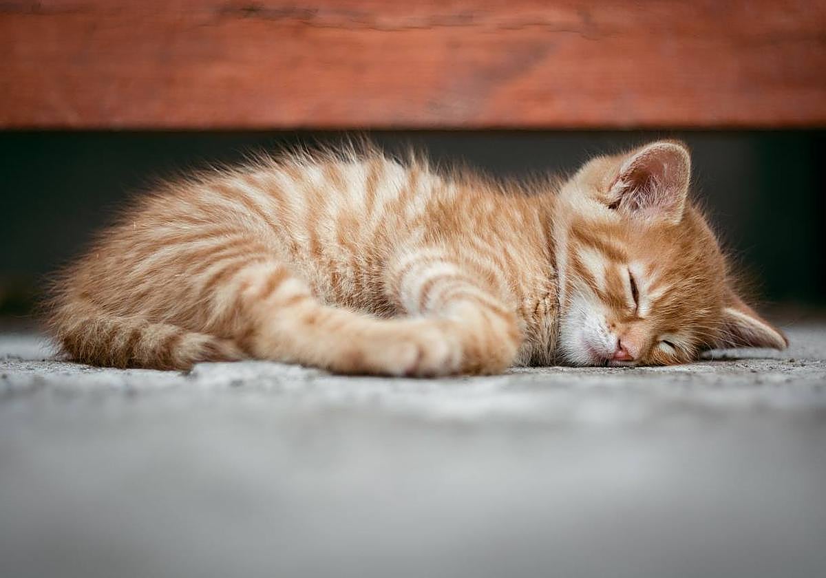Un gato urbano sin dueño.