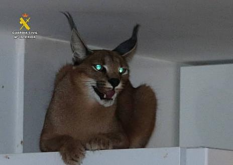 Imagen secundaria 1 - Imágenes del lince y de la detención de los presuntos autores del robo.