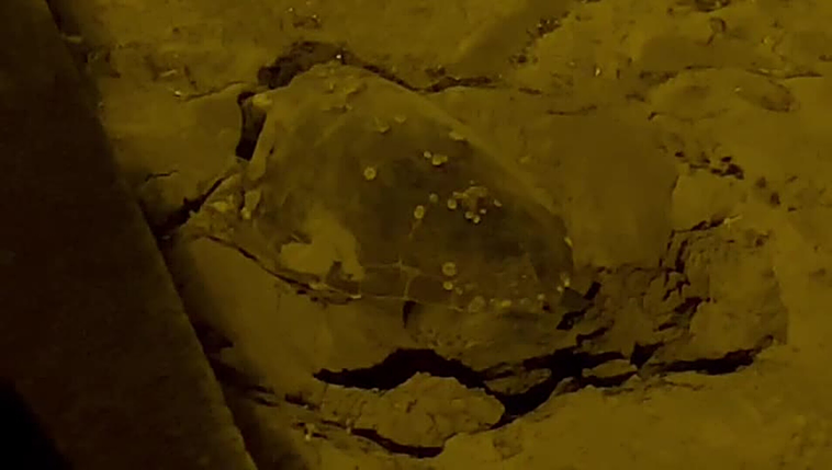 La tortuga desovando