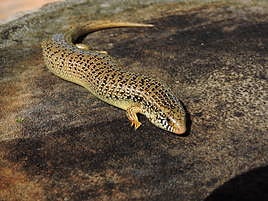 Ejemplar de Eslizón ocelado, especie invasora detectada en humedales del sur de Alicante.