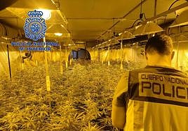 Un agente delante de la plantación descubierta.