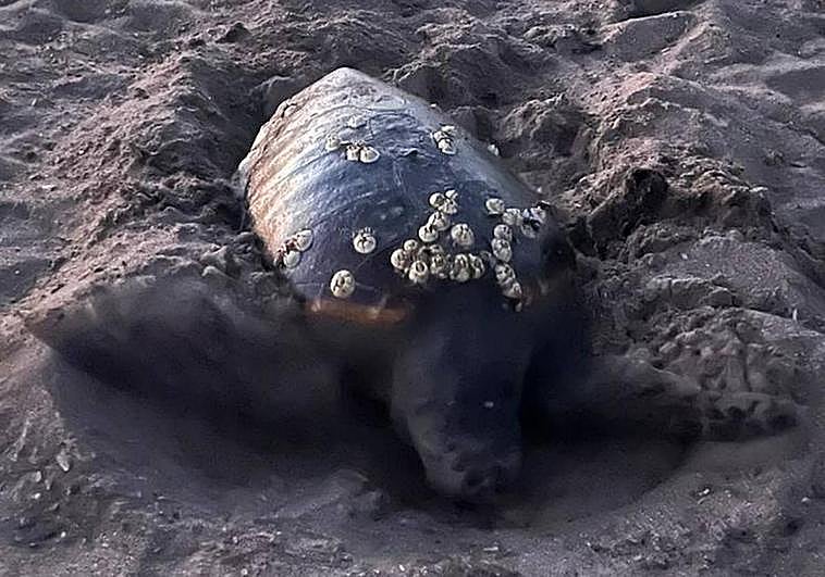 La tortuga, en la playa de Dénia.