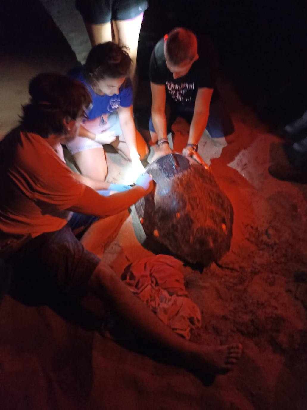 Imagen secundaria 1 - La playa de Dénia registra un segundo nido de tortuga con 111 huevos