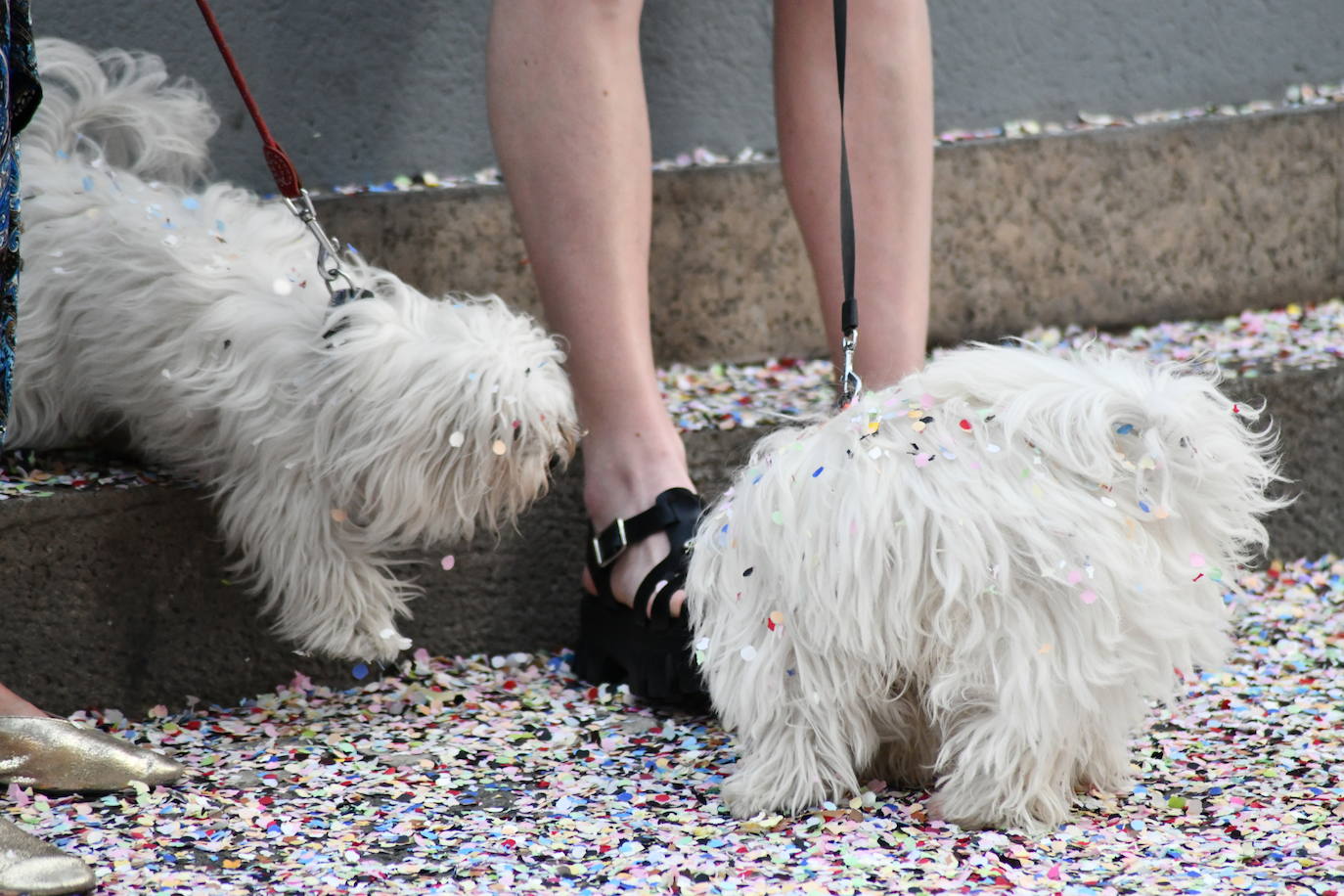 El coso multicolor llena Alicante de confeti después de una década