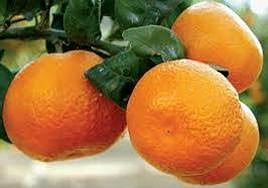 Mandarinas en el árbol.