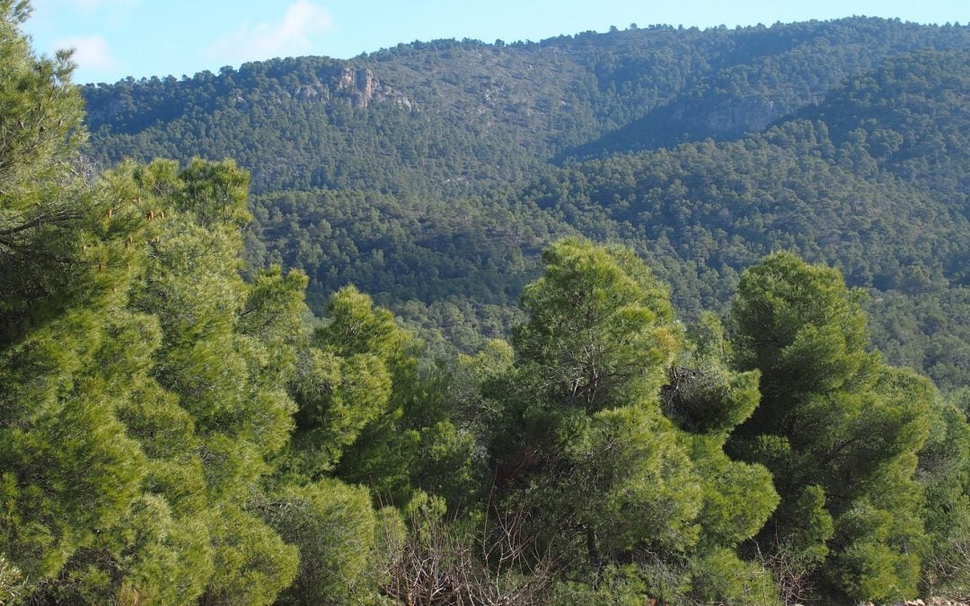 Parque Natural Sierra Salinas.