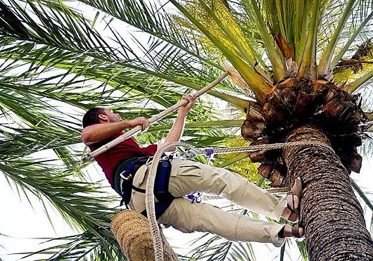 Imagen principal - Demostración trabajo palmerero en Elche