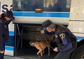 Imagen de archivo de una intervención de uno de los perros de la Unidad Canina de la Policía Local de Alicante.