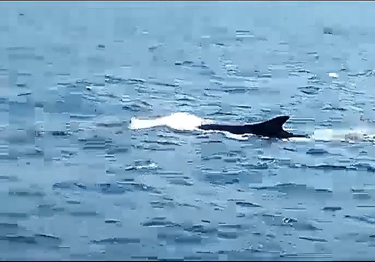 Ballenas rorcuales avistadas en las costas de Dénia.