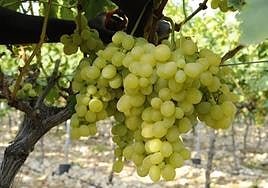 Variedad aledo, en la parra.