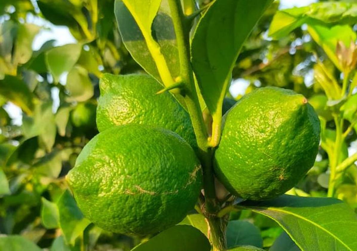 Limón variedad Fino cultivado en la Vega Baja, de calibre adelantado para la época del año.