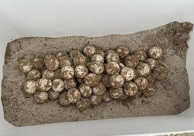 Las tortugas marinas no suelen desovar en la costa alicantina