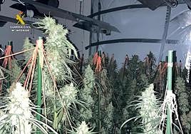 Las plantas de 'maría' halladas en el interior del chalet de lujo.