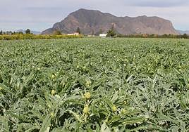 Campo de alcachofas en la Vega Baja.