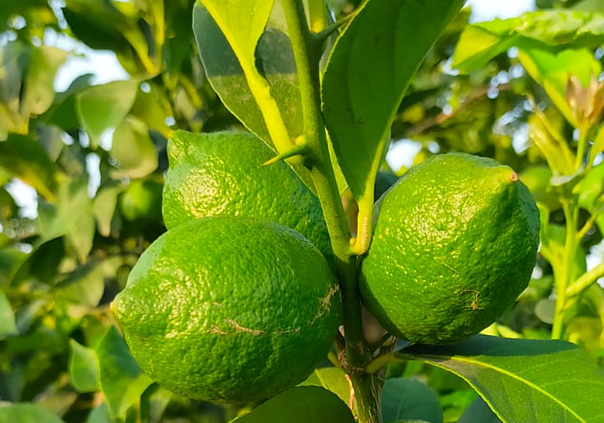 Limones en la Vega Baja.