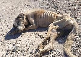 Fotografía de Ragnar en el momento de su hallazgo.