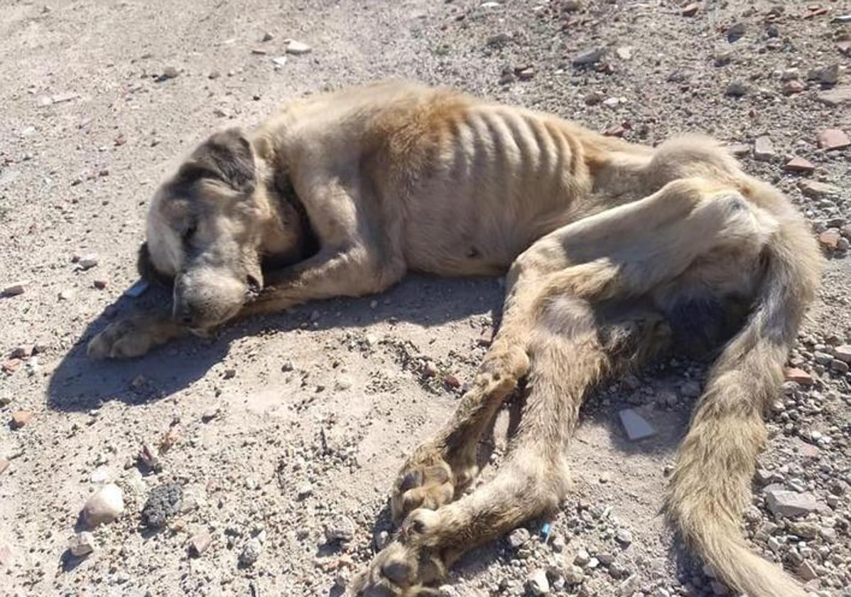 El dueño de Ragnar condenado a 14 meses de prisión por delito de maltrato animal