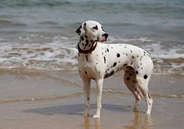 Un perro disfruta de un baño refrescante en la playa.