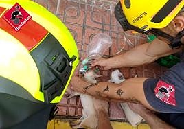 Labores de reanimación de los dos animales.