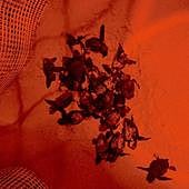 La tortuga 'Diana' da a luz a 62 crías