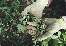 Labores de jardinería.