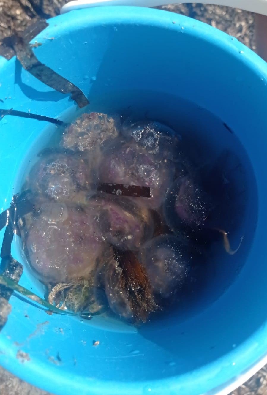 Imagen principal - (Abajo) la bandera por presencia de medusas ondea en la playa de Dénia.