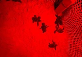 Las tortugas en la arena, poco después de la eclosión.