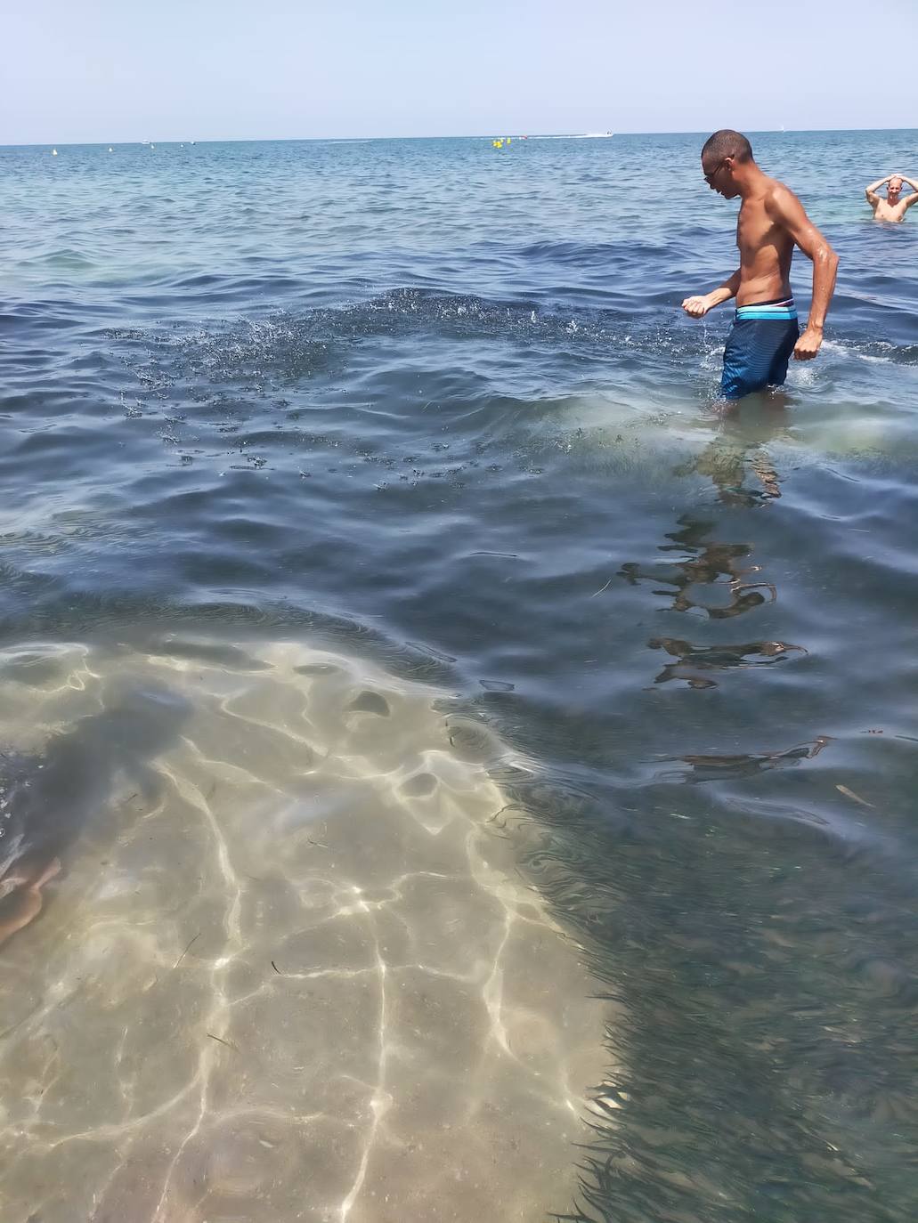 Miles de alevines invaden la playa de Les Marines de Dénia
