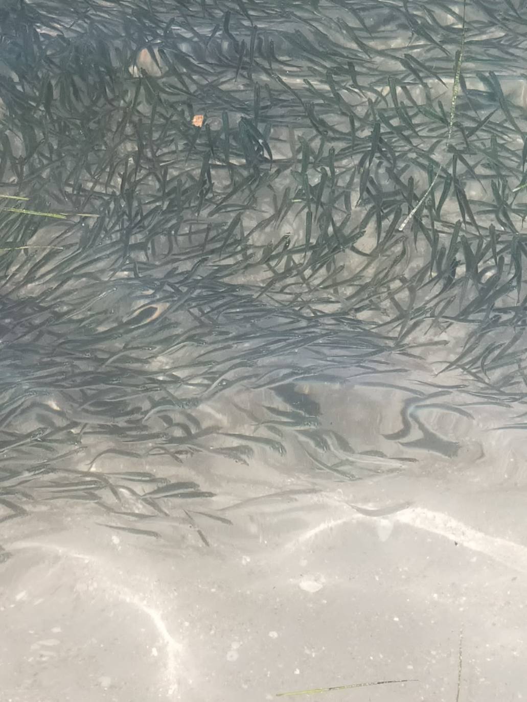 Miles de alevines invaden la playa de Les Marines de Dénia