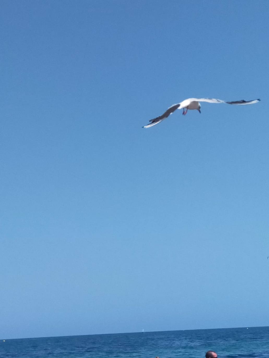 Miles de alevines invaden la playa de Les Marines de Dénia