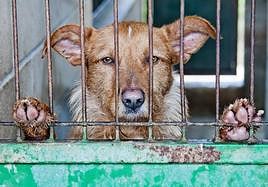 Un perro abandonado y enjaulado.
