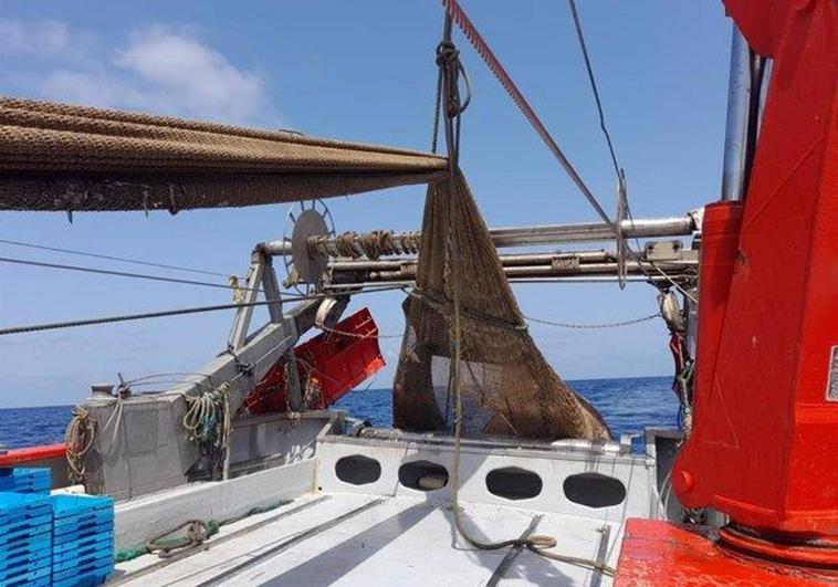 El tiburón atrapado en las redes de esta embarcación de arrastre.