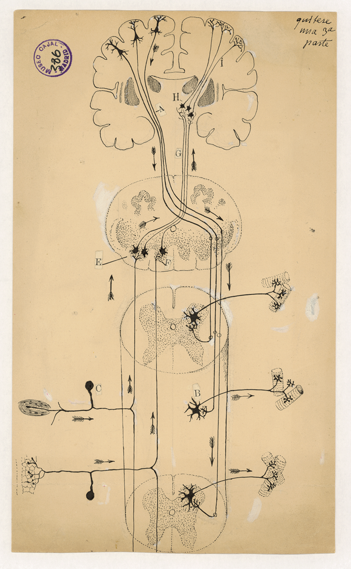 Dibujo esquemático de vías motoras y sensitivas, alrededor de 1899