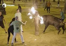 Un toro embolado o 'bou embolat'.