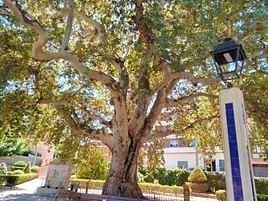 El ejemplar está ubicado en el parque más emblemático de Biar.