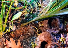 Varias de las ranas incautadas y trasladadas a Terra Natura Benidorm.