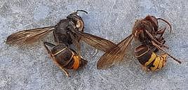 La avispa Vespa velutina, enemiga de las colonias de abejas y otros insectos