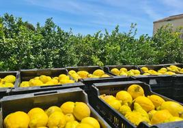 Cajas de limones de un cultivo de la Vega Baja