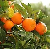 Los cítricos alicantinos adelantan su recolección ante el desabastecimiento de Europa