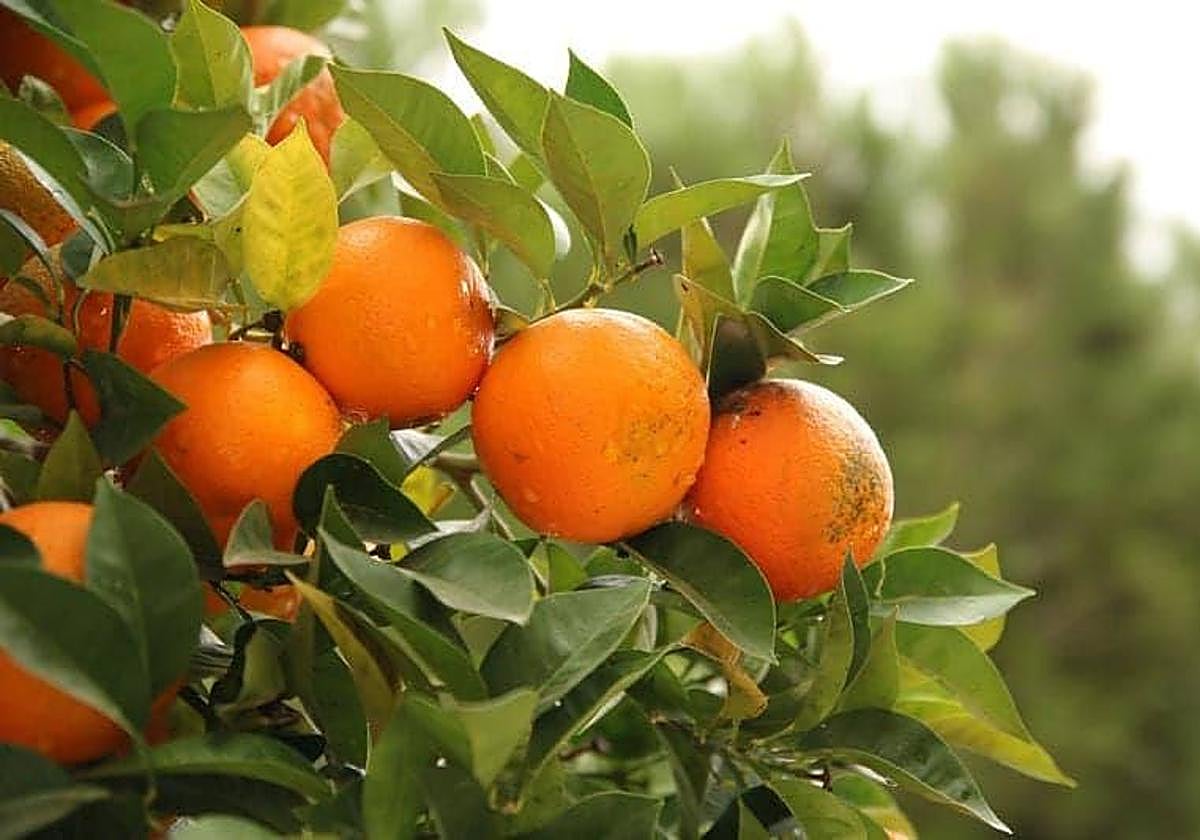 Naranjas en el árbol.
