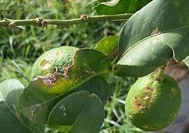 Limones destrozados por el granizo.