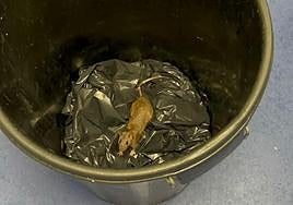 Una de los roedores encontrados en la residencia de mayores.