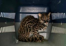 Un gato en un transportín.